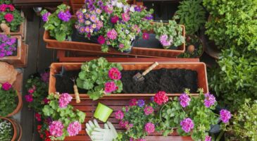 Jardinières d’été : des plantes pour un balcon ou une terrasse 
