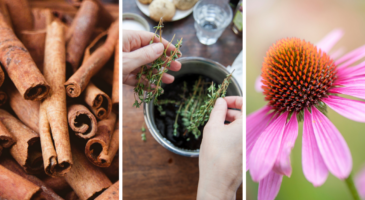 Remède naturel : 12 plantes contre le mal gorge