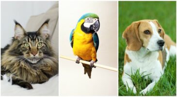 Quel animal de compagnie correspond à votre signe astrologique ?