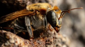 Comment les abeilles luttent-elles pour survivre à la chaleur cet été ?