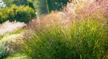 Miscanthus : peut-on en mettre dans le bac à compost ?