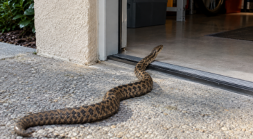 Serpents dans la maison : l’abri inattendu qui les attire en septembre