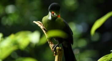 "On a cru à un petit chien" : quel est ce drôle d'oiseau dont le chant se rapproche d'un aboiement ?