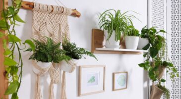 Plantes d'intérieur : leurs pointes brunissent ? Ce n'est pas l'eau qui est en cause, mais un élément de votre maison