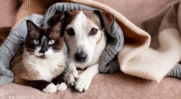 Aimer les chiens et les chats comme des enfants. Le vétérinaire : "Le risque, lorsqu’on s’occupe d’un animal de compagnie, est de l’aimer de la mauvaise façon. Les chiens et les chats ne sont pas des enfants : ils ont un langage, un rythme et des besoins qu’il faut comprendre et respecter"