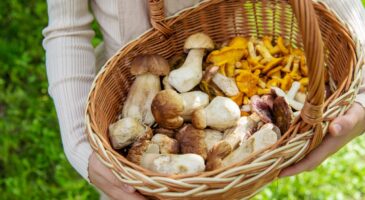 Pourquoi les Français ne devront plus cueillir des champignons le mardi et le jeudi ?