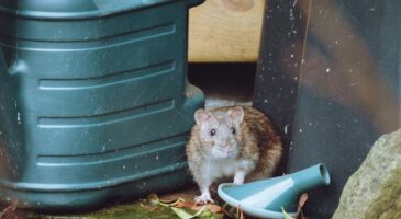 Les experts en lutte antiparasitaire sont unanimes : "La meilleure façon d'éloigner les rats du jardin n'est pas d'utiliser des pièges, mais de cultiver ces trois plantes aromatiques"