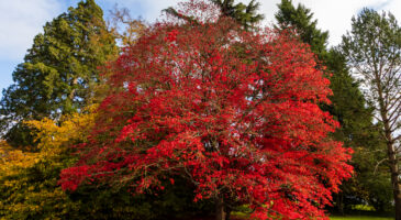 "La terre est encore tiède" : top 5 des plus beaux arbres ornementaux à planter en octobre
