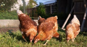 Il fait venir 3 poules dans son jardin ; en octobre, la mairie vient lui demander des comptes