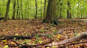 Est-il légal de ramasser du bois mort dans la forêt ?