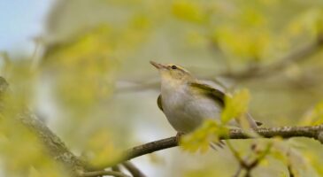 Les oiseaux se font plus rares dans ces zones de France où les pesticides sont davantage achetés, selon une étude