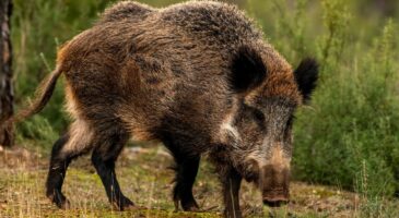 Sangliers : face aux dégâts répétés, ce village des Pyrénées-Orientales prend une décision radicale pour protéger ses habitants