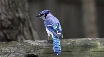 Cet oiseau flamboyant revient en octobre, et voici comment transformer votre jardin en refuge pour lui