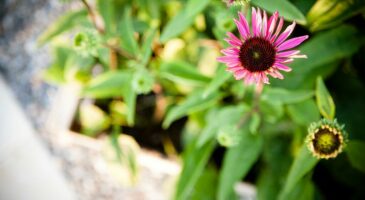 Chouchouter son jardin en automne - Mon Jardin Ma Maison