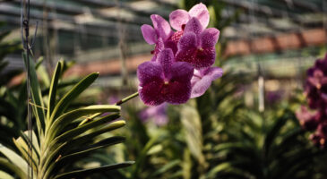 La fabrication d’une mini-serre