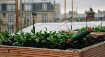 Les produits des potagers urbains ne sont pas nécessairement p