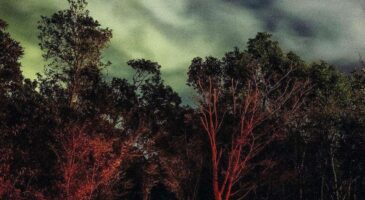 72 heures à Yakushima : un empire de signes