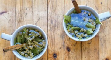 Des tisanes à faire pousser soi-même : la bonne idée de Prêt à Pousser !