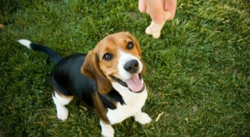 Top 5 des meilleures marques de croquettes pour votre chien