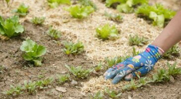 Greenastic : aménagez votre extérieur en débutant la permaculture