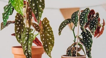 Tendance plantes blanches : on craque pour le bicolore !