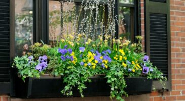 Quelles plantes choisir pour ma terrasse ou mon balcon ?