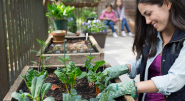 "Adopte ma tomate" : une plateforme de cojardinage