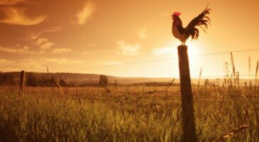 Que faire contre le coq de mon voisin qui chante le matin ?