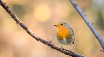 5 conseils pour attirer les oiseaux dans le jardin