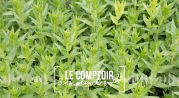 Le comptoir des plantes : la verveine, une plante officinale
