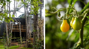 Le repaire, la cabane-potager écologique du chef Jean Imbert