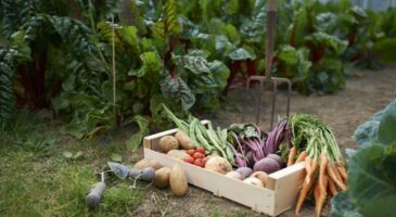 Potagers : 6 infos pour comprendre la rotation des cultures