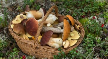 Les 12 commandements du bon cueilleur de champignons