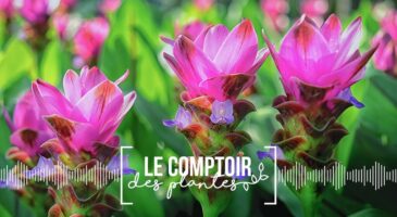 Le comptoir des plantes : le curcuma, une épice aux mille vertus