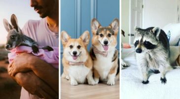 10 comptes Instagram d’animaux mignons à suivre !