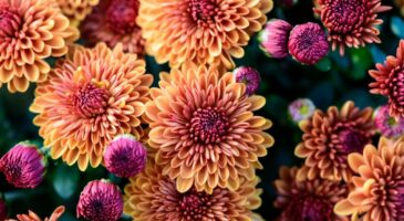 Jardin : l'agenda du mois de novembre 2019