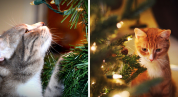 6 conseils pour éloigner son chat du sapin de Noël