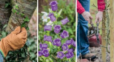 Que faire au jardin en décembre : 9 bons gestes