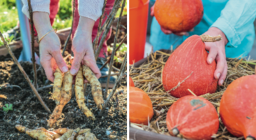 Jardin : que faire au potager en décembre ?