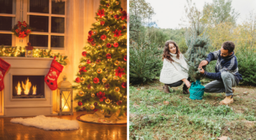 Sapin de Noël en pot : 12 conseils pour le replanter