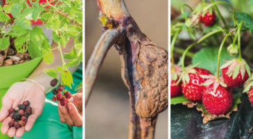 Jardin : Que faire au verger en février ?