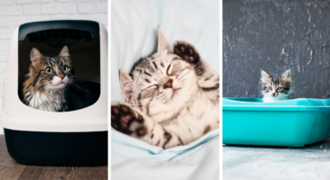 Chaton : 8 conseils pour lui apprendre à être propre
