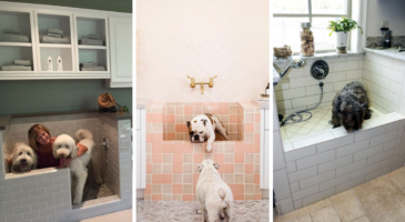 Chien : 12 mini douches rien que pour lui !