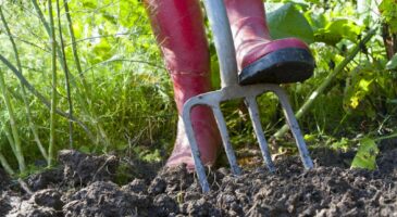 Comment utiliser le fumier au jardin ?