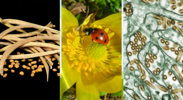 Biocontrôle : 4 solutions naturelles pour protéger vos plantes