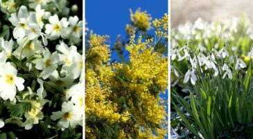 10 fleurs d’hiver qui annoncent le printemps