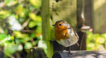 Confinement : aidez la LPO en comptant les oiseaux !