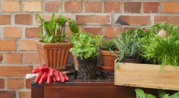 Potager permacole : comment le cultiver facilement avec Greenabox