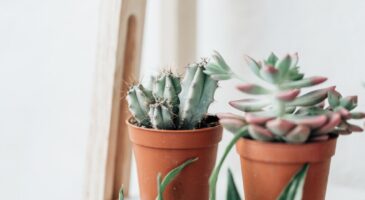 Elle arrose sa plante pendant deux ans avant de se rendre compte qu'elle est en plastique