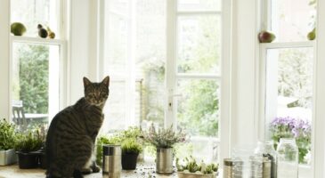 Chats : pourquoi font-ils tomber des objets ?